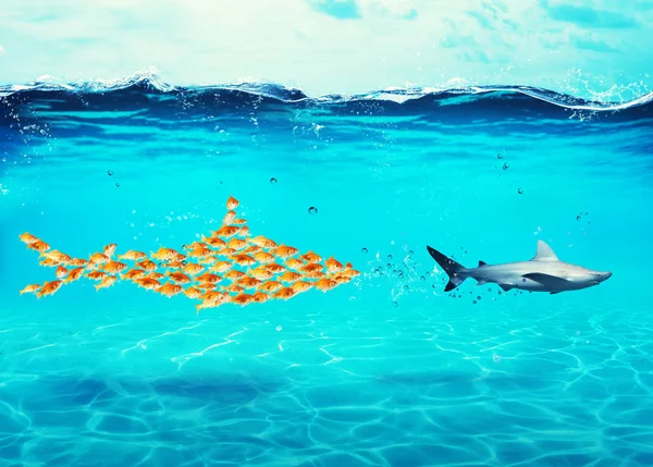Большая акула из золотых рыбок нападает на настоящую акулу. Концепция единства - сила, командная работа и партнерство — стоковое фото