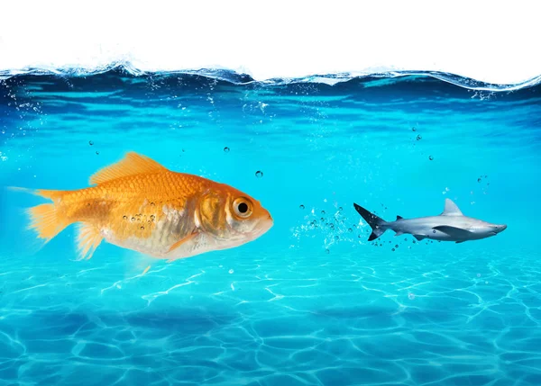 Big Goldfish ataca a un tiburón asustado en el océano. concepto de valentía — Foto de Stock