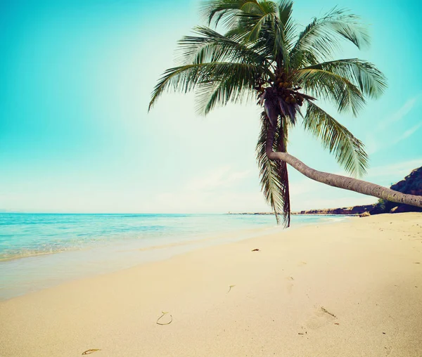 Tropisk strand med kokosnöt träd och rent hav — Stockfoto