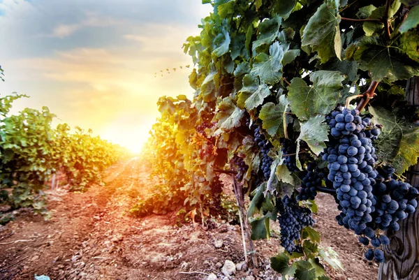 Campo de viñedo lleno de uvas durante el amanecer — Foto de Stock
