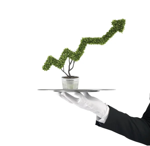 Waiter that holds a tray with a plant shaped as statistic arrow. Concept business success — Stock Photo, Image