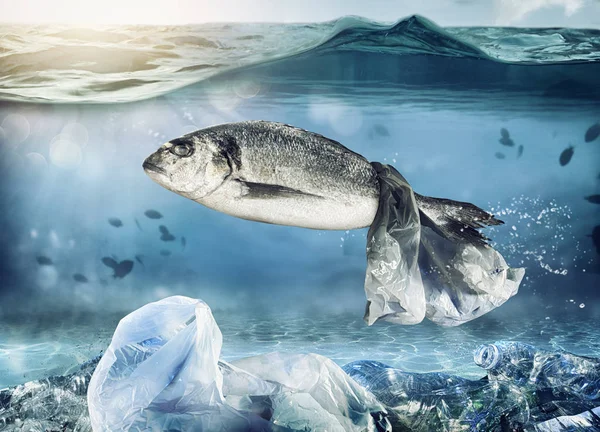 Gefangen Fische durch eine schwimmende Tasche. Problem der Plastikverschmutzung im Rahmen des Meereskonzepts — Stockfoto