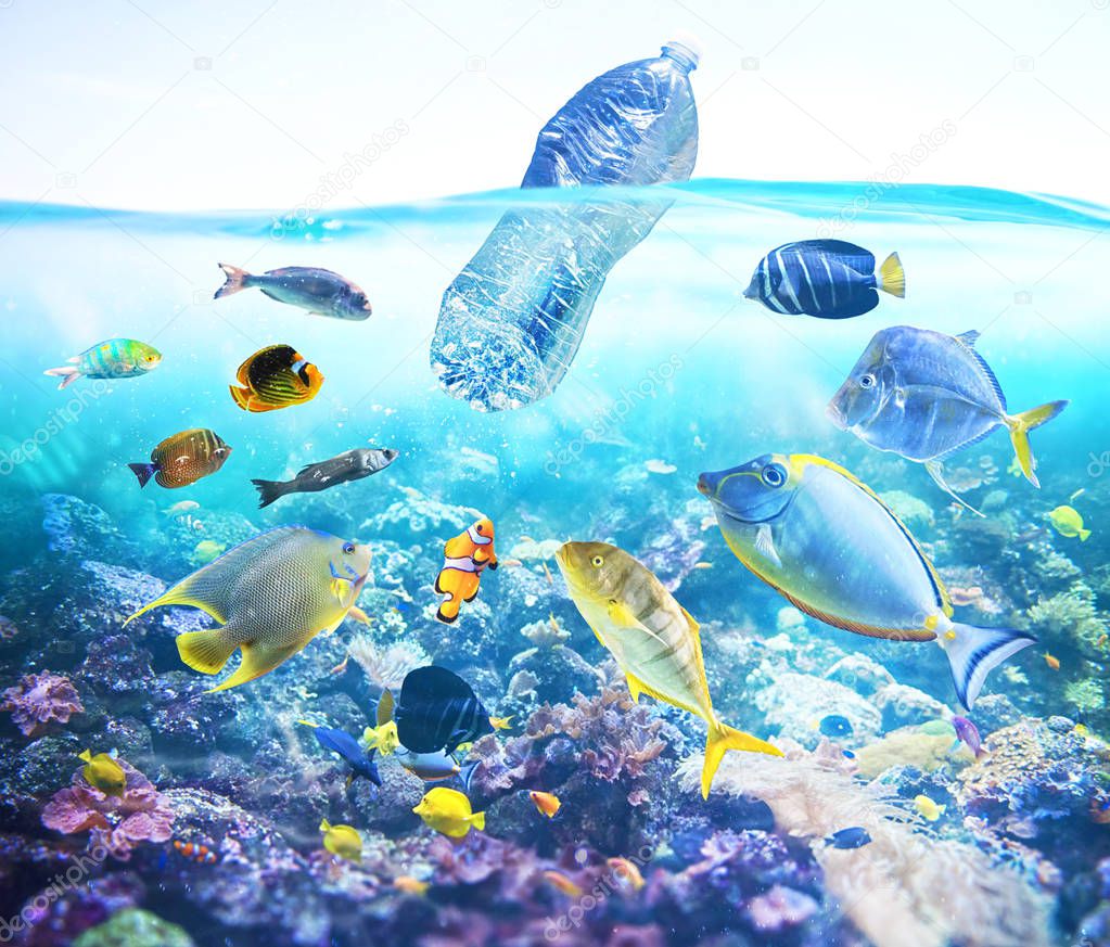 Fishes watch a floating bottle. Problem of plastic pollution under the sea concept.