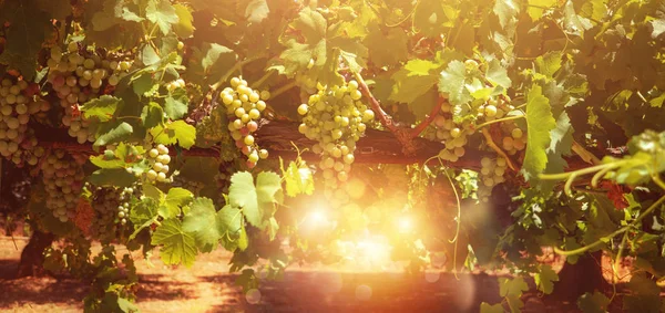 Campo de viñedo lleno de uvas durante el amanecer . — Foto de Stock