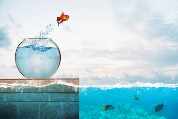 Золота рибка стрибає з акваріума, щоб кинути себе в море — стокове фото
