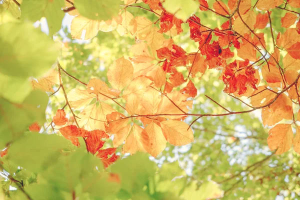 秋に、紅葉の背景が鮮やかです。緑、黄色、オレンジの色 — ストック写真