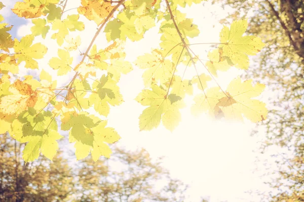 秋に、紅葉の背景が鮮やかです。緑、黄色、オレンジの色 — ストック写真