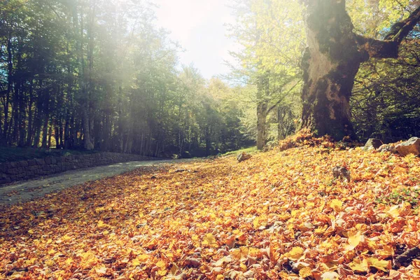 Orangefarbene Blätter am Boden. Herbst- und Herbstkonzept — Stockfoto