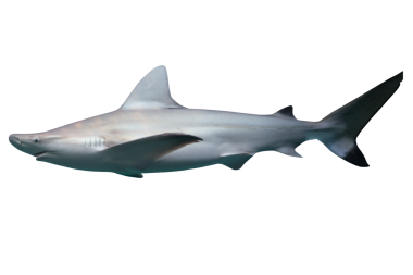 Image of a white shark, predator of the sea.