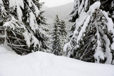 Çam ağaçları Ukrayna 'daki Bukovel kayak merkezinin yamaçları boyunca uzanır.