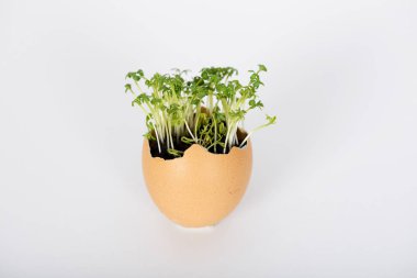 Toprak ve büyüyen microgreens bitkiler içinde yumurta