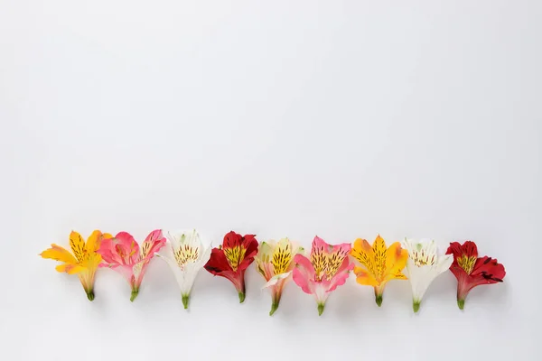 The yellow, pink, white, red Alstroemeria flowers and text space — Stock Photo, Image