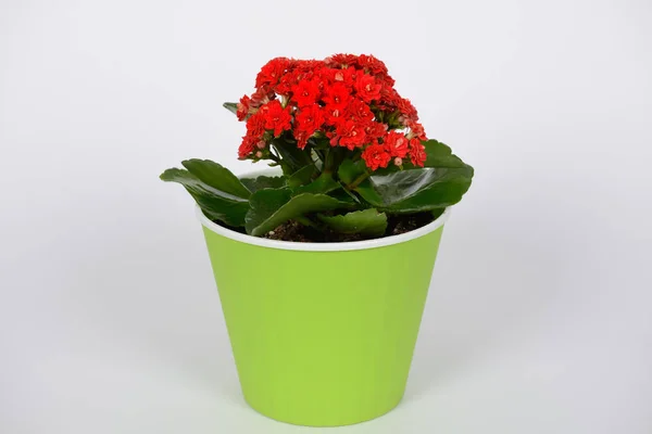 Ανθοφορία καλαγχόη φυτό σε γλάστρα με κόκκινα λουλούδια σε λευκό φόντο — Φωτογραφία Αρχείου
