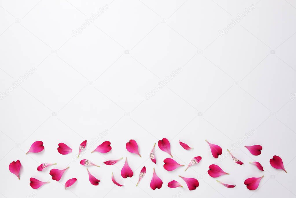 The pink petals of Alstroemeria flowers and text space