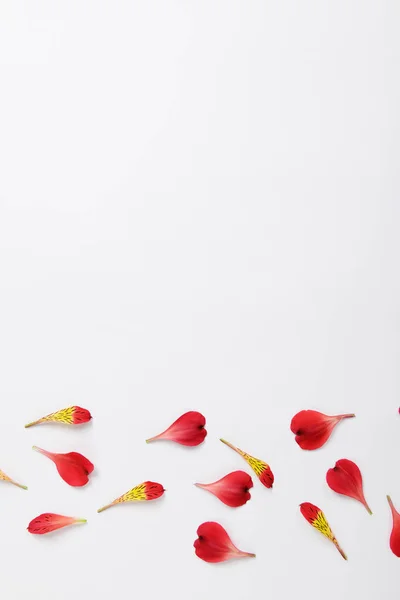 The red petals of Alstroemeria flowers and text space — Stock Photo, Image