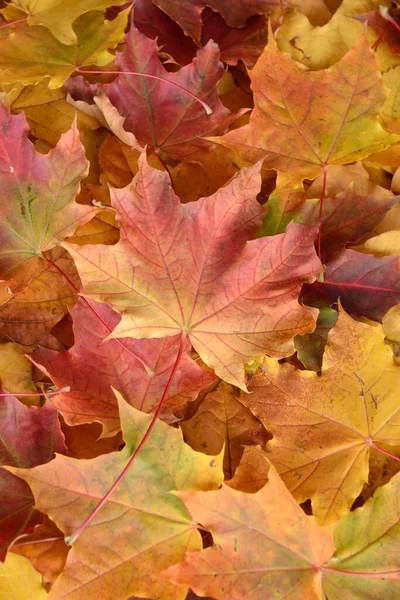 Оранжевый желтый и красный кленовые листья фона — стоковое фото