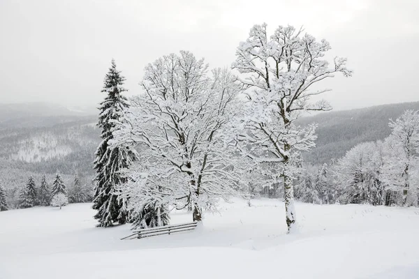 Los pinos están a lo largo de las pistas de la estación de esquí de Bukovel, Ucrania —  Fotos de Stock