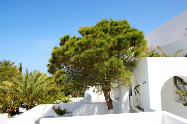 Geleneksel Yunan tarzı bir otel binası ve Bougainvillea çiçekleri, Santorini Adası, Yunanistan