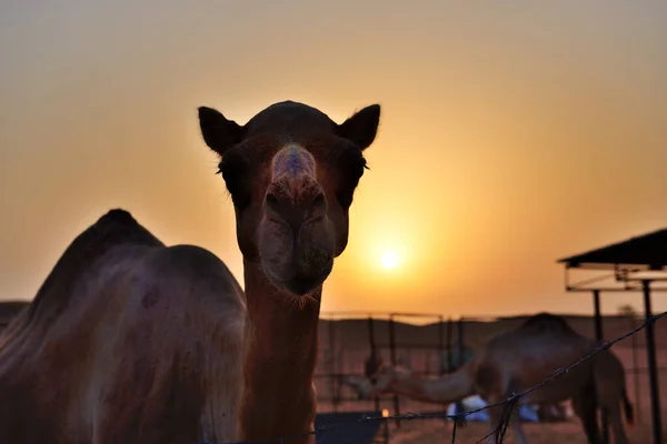 Das Kamel Ist Bei Sonnenuntergang Der Wüste Dubai Vae — Stockfoto