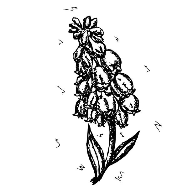 Sketch vektör grafik tasarımı için çiçek desenli. Çiçek Muscari armeniacum doğal tasarım. — Stok Vektör