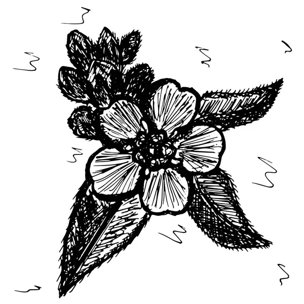 Skica vektorové grafiky s květinovým vzorem pro design. Přírodní květinovým vzorem Pomněnka. — Stockový vektor
