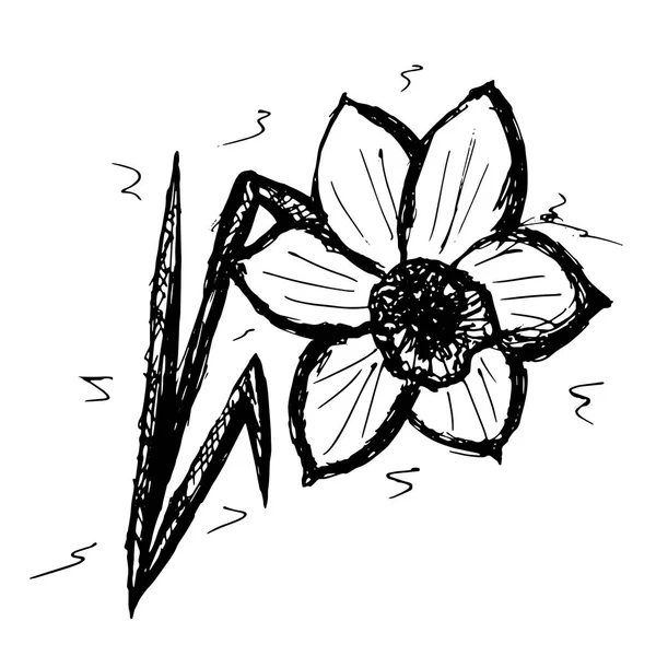 Sketch gráficos vectoriales con patrón floral para el diseño. Narciso flor diseño natural . — Vector de stock