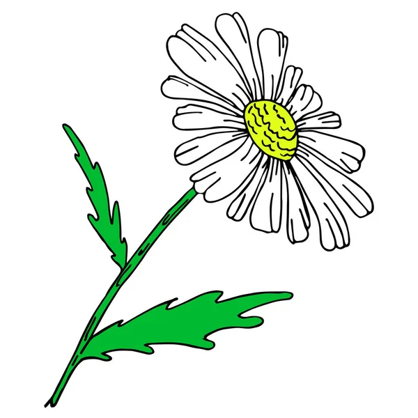 Sketch gráficos vectoriales con patrón floral para el diseño. Diseño natural de manzanilla flor . — Vector de stock