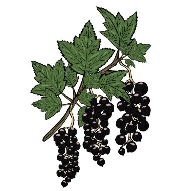 Yeşil yaprakları ile siyah frenk üzümü dalı. Beyaz arka plan üzerinde vektör çizim.