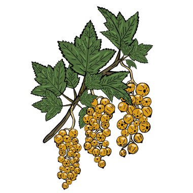 Yeşil yaprakları ile sarı bir frenk üzümü dalı. Beyaz arka plan üzerinde vektör çizim.