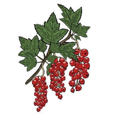Yeşil yaprakları ile bir frenk üzümü dalı. Beyaz arka plan üzerinde vektör çizim.
