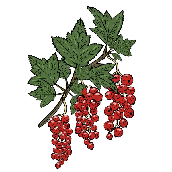 Yeşil yaprakları ile bir frenk üzümü dalı. Beyaz arka plan üzerinde vektör çizim.