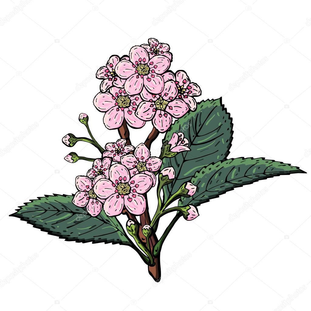Vector flower on isolated background. Decorative plant.