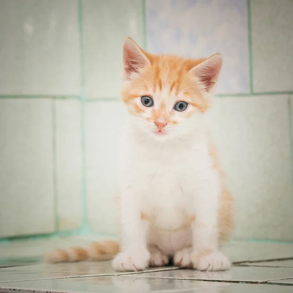 Um gatinho vagueando sozinho senta-se em uma telha em um hospital veterinário . — Fotografia de Stock