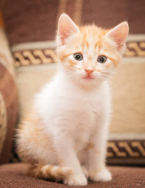 Un simpatico gattino rossa si siede sul divano e ti guarda carino . — Foto Stock