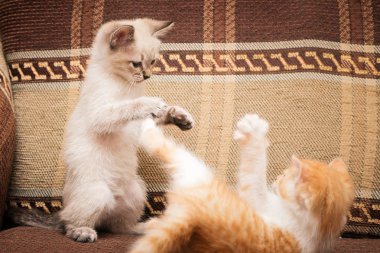 İki küçük yavru kedi oynanır. Komik Oyunlar ve eğlenceli.