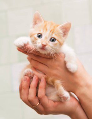 İnsan eli dikkatle küçük bir yavru kedi tutun.