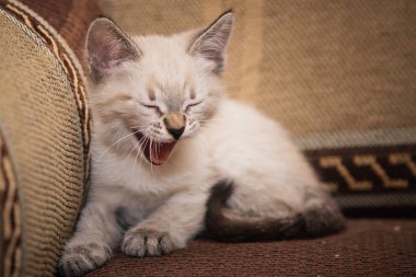 Komik gri kedi kanepede oturur ve sana yakışıyor.