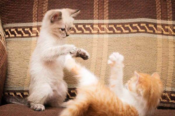 Twee kleine katjes worden gespeeld. Grappige spelletjes en plezier. — Stockfoto