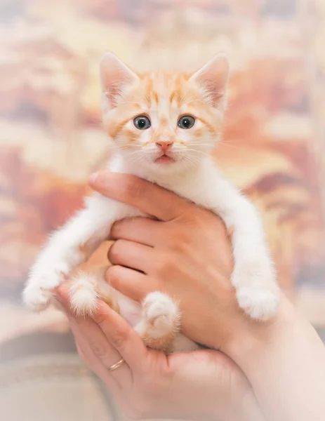 As mãos humanas cuidadosamente mantêm um pequeno gatinho . — Fotografia de Stock