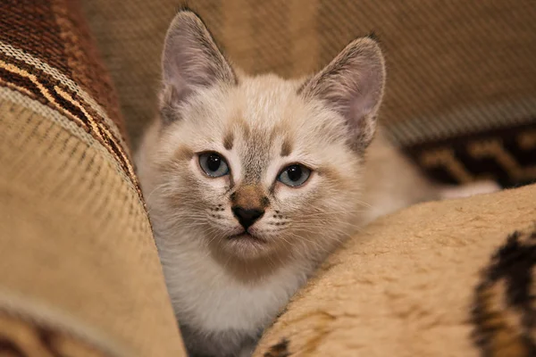 Un simpatico gattino grigio siede sul divano e ti guarda carino . — Foto Stock