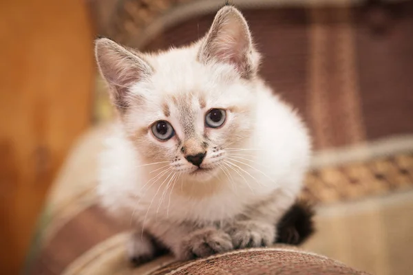 Um gatinho cinza engraçado senta-se no sofá e olha bonito para você . — Fotografia de Stock