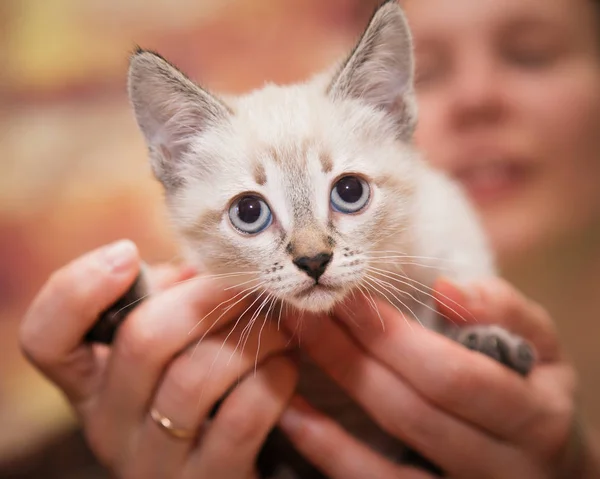 Le mani umane accuratamente tengono un piccolo gattino . — Foto Stock