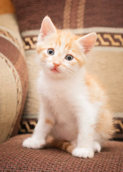 Komik redhead kedi kanepede oturur ve sana yakışıyor.