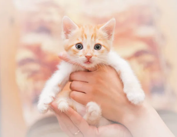 As mãos humanas cuidadosamente mantêm um pequeno gatinho . — Fotografia de Stock