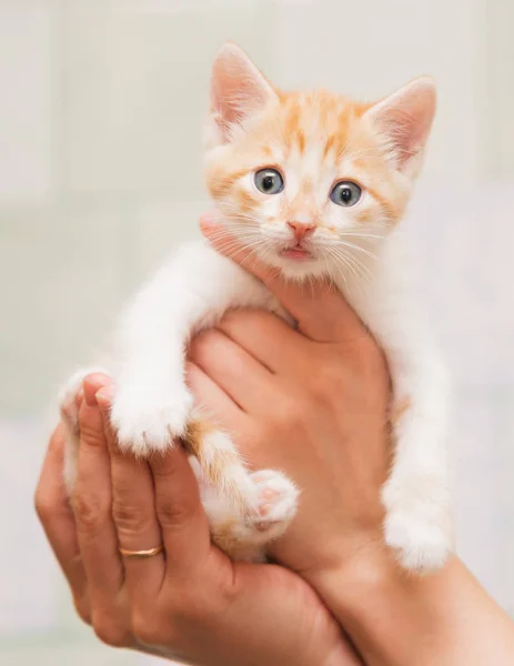 As mãos humanas cuidadosamente mantêm um pequeno gatinho . — Fotografia de Stock