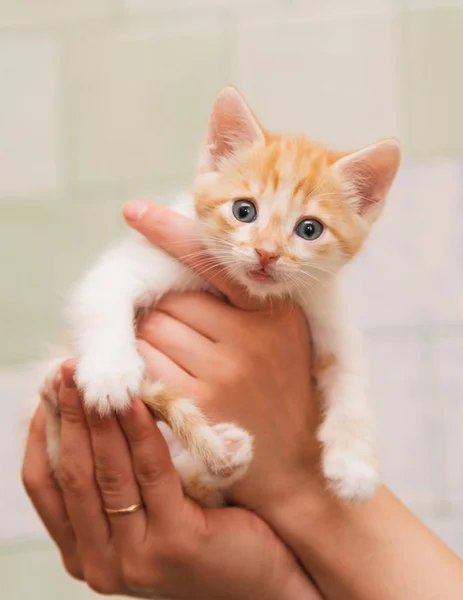 As mãos humanas cuidadosamente mantêm um pequeno gatinho . — Fotografia de Stock