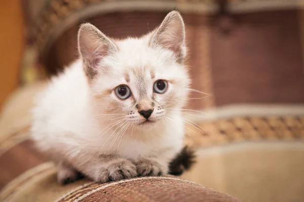Um gatinho cinza engraçado senta-se no sofá e olha bonito para você . — Fotografia de Stock