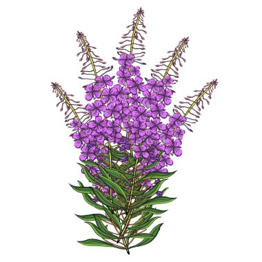 Vector flower bouquet of Chamerion Angostyfolium. Health and nature medical plants and tea herbs,perfect for natural and organic products. clipart