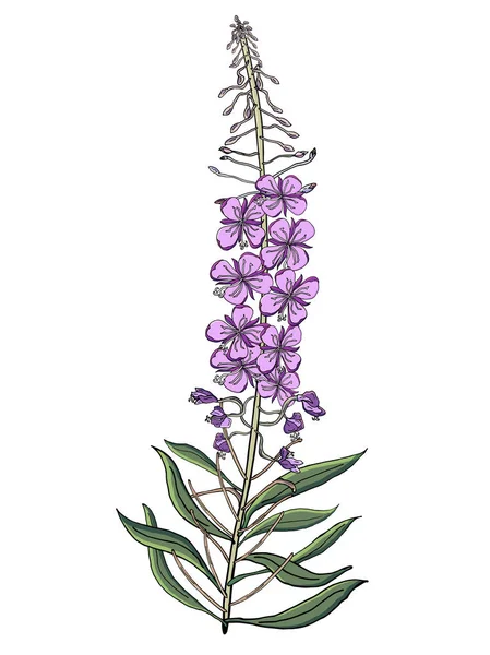 Chamerion Angostyfolium のベクターの花の花束。自然と有機製品の完璧な健康・自然薬草茶ハーブ. — ストックベクタ