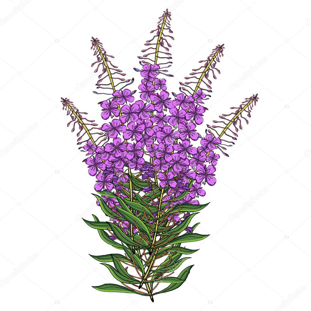 Vector flower bouquet of Chamerion Angostyfolium. Health and nature medical plants and tea herbs,perfect for natural and organic products.